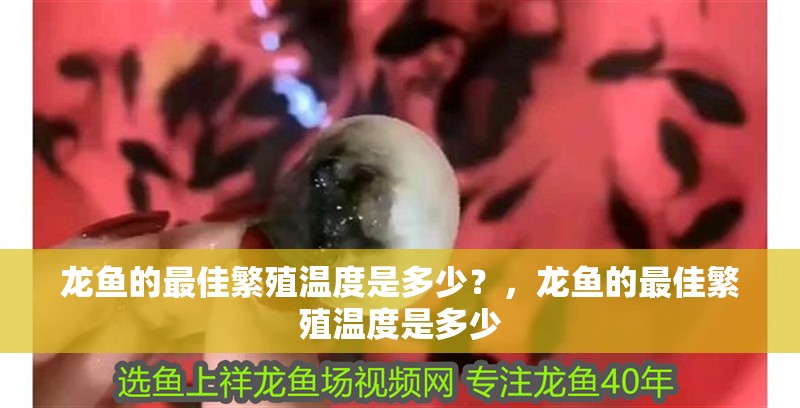 我的虎魚真菌感染了要怎么處理 龍魚的最佳繁殖溫度是多少?,龍魚的最佳繁殖溫度是多少 龍魚百科 龍魚的最佳繁殖溫度是多少?,龍魚的最佳繁殖溫度是多少 龍魚的最佳繁殖溫度是多少?,龍魚的最佳繁殖溫度是多少 龍魚百科