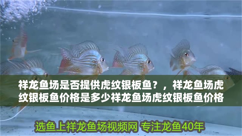 祥龍魚場是否提供虎紋銀板魚？，祥龍魚場虎紋銀板魚價格是多少祥龍魚場虎紋銀板魚價格是多少 祥龍魚場是否提供虎紋銀板魚？，祥龍魚場虎紋銀板魚價格是多少祥龍魚場虎紋銀板魚價格是多少 龍魚百科