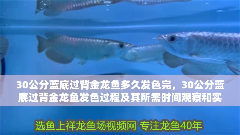 30公分藍(lán)底過背金龍魚多久發(fā)色完，30公分藍(lán)底過背金龍魚發(fā)色過程及其所需時(shí)間觀察和實(shí)驗(yàn) 30公分藍(lán)底過背金龍魚多久發(fā)色完，30公分藍(lán)底過背金龍魚發(fā)色過程及其所需時(shí)間觀察和實(shí)驗(yàn) 龍魚百科