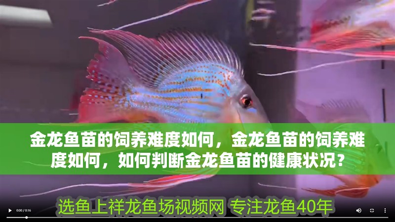 魚缸用增氧泵價格是多少:魚缸增氧機-xtrac增氧機-xtrac增氧機 金龍魚苗的飼養難度如何,金龍魚苗的飼養難度如何,如何判斷金龍魚苗的健康狀況? 龍魚百科 金龍魚苗的飼養難度如何,金龍魚苗的飼養難度如何,如何判斷金龍魚苗的健康狀況? 金龍魚苗的飼養難度如何,金龍魚苗的飼養難度如何,如何判斷金龍魚苗的健康狀況? 龍魚百科