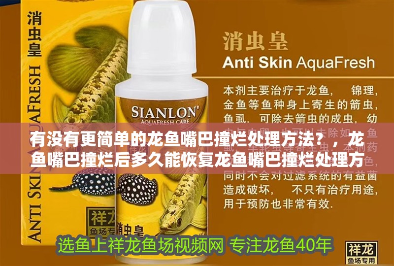 紅龍魚用黃燈烤有用嗎 有沒有更簡單的龍魚嘴巴撞爛處理方法?,龍魚嘴巴撞爛后多久能恢復龍魚嘴巴撞爛處理方法 龍魚百科 有沒有更簡單的龍魚嘴巴撞爛處理方法?,龍魚嘴巴撞爛后多久能恢復龍魚嘴巴撞爛處理方法 有沒有更簡單的龍魚嘴巴撞爛處理方法?,龍魚嘴巴撞爛后多久能恢復龍魚嘴巴撞爛處理方法 龍魚百科