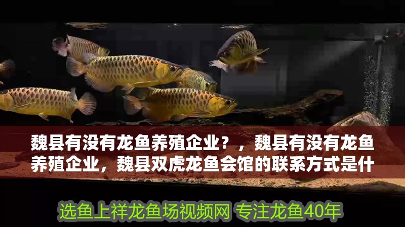 魏縣有沒有龍魚養殖企業？，魏縣有沒有龍魚養殖企業，魏縣雙虎龍魚會館的聯系方式是什么 魏縣有沒有龍魚養殖企業？，魏縣有沒有龍魚養殖企業，魏縣雙虎龍魚會館的聯系方式是什么 龍魚百科
