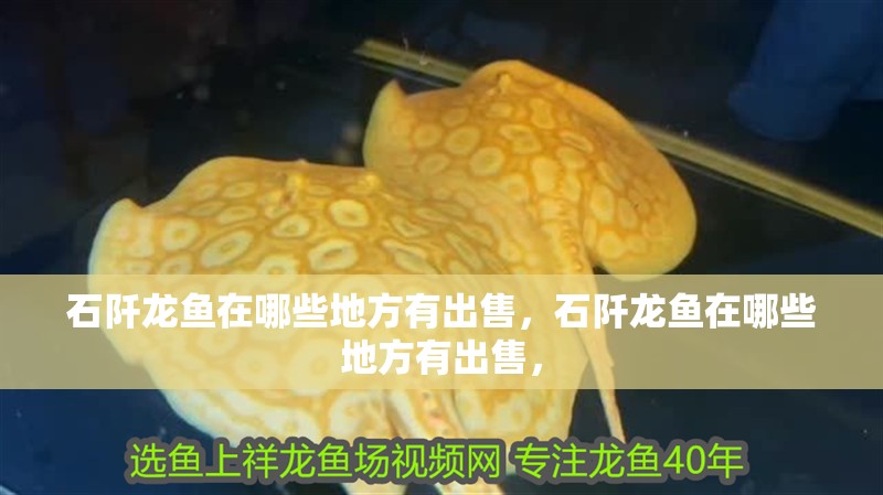 石阡龍魚在哪些地方有出售，石阡龍魚在哪些地方有出售， 石阡龍魚在哪些地方有出售，石阡龍魚在哪些地方有出售， 龍魚百科