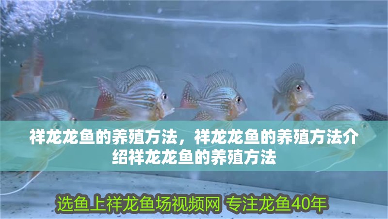 祥龍龍魚的養殖方法，祥龍龍魚的養殖方法介紹祥龍龍魚的養殖方法 祥龍龍魚的養殖方法，祥龍龍魚的養殖方法介紹祥龍龍魚的養殖方法 龍魚百科