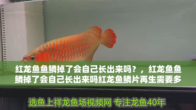 紅龍魚魚鱗掉了會自己長出來嗎？，紅龍魚魚鱗掉了會自己長出來嗎紅龍魚鱗片再生需要多長時間 紅龍魚魚鱗掉了會自己長出來嗎？，紅龍魚魚鱗掉了會自己長出來嗎紅龍魚鱗片再生需要多長時間 龍魚百科
