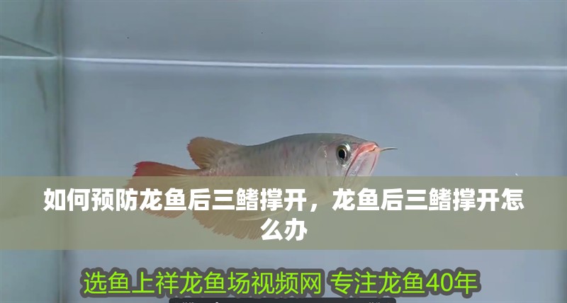 如何預防龍魚后三鰭撐開，龍魚后三鰭撐開怎么辦 如何預防龍魚后三鰭撐開，龍魚后三鰭撐開怎么辦 龍魚百科
