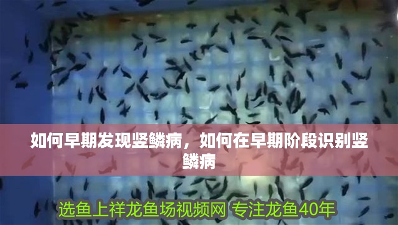 魚缸過濾器選購指南:自制魚缸過濾器魚缸上置過濾器對于養(yǎng)魚愛好者的必備知識 如何早期發(fā)現(xiàn)豎鱗病,如何在早期階段識別豎鱗病 龍魚百科 如何早期發(fā)現(xiàn)豎鱗病,如何在早期階段識別豎鱗病 如何早期發(fā)現(xiàn)豎鱗病,如何在早期階段識別豎鱗病 龍魚百科