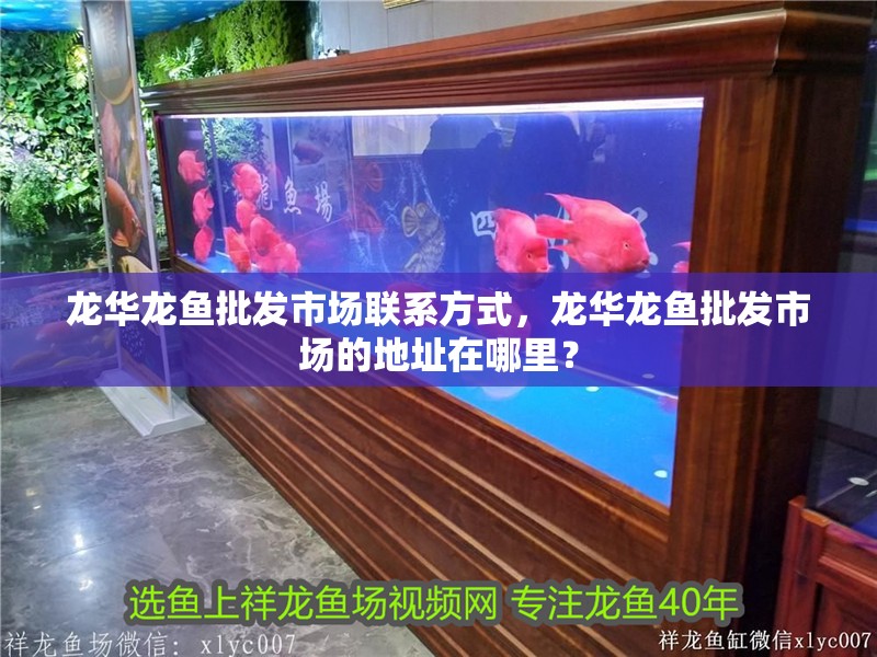 龍魚怕什么 龍華龍魚批發市場聯系方式,龍華龍魚批發市場的地址在哪里? 龍魚百科 龍華龍魚批發市場聯系方式,龍華龍魚批發市場的地址在哪里? 龍華龍魚批發市場聯系方式,龍華龍魚批發市場的地址在哪里? 龍魚百科