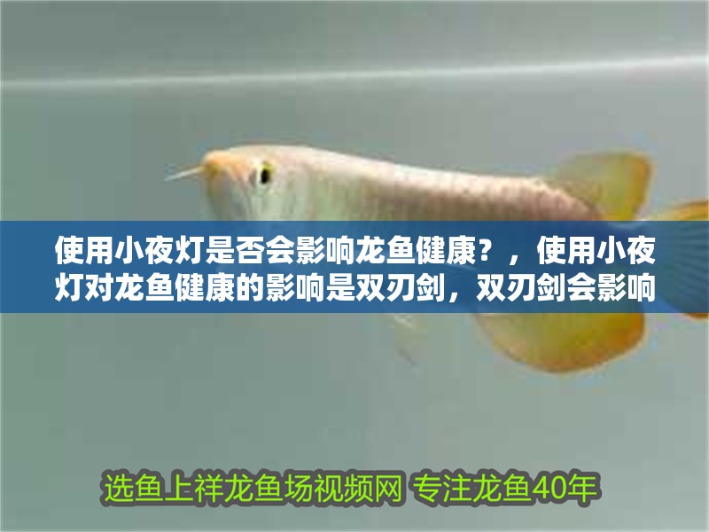 使用小夜燈是否會(huì)影響龍魚健康？，使用小夜燈對(duì)龍魚健康的影響是雙刃劍，雙刃劍會(huì)影響龍魚健康 使用小夜燈是否會(huì)影響龍魚健康？，使用小夜燈對(duì)龍魚健康的影響是雙刃劍，雙刃劍會(huì)影響龍魚健康 龍魚百科