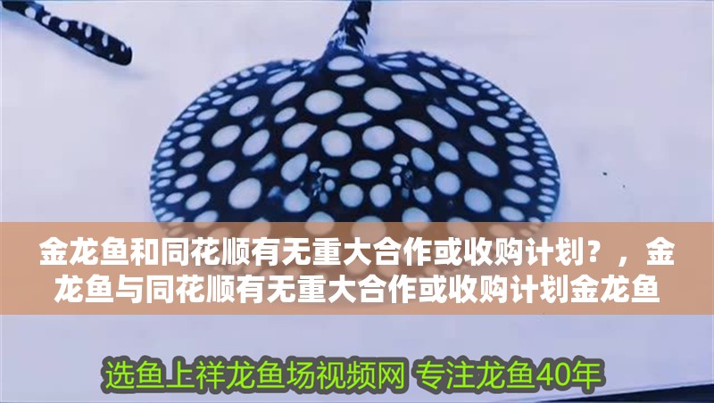 金龍魚和同花順有無重大合作或收購計劃？，金龍魚與同花順有無重大合作或收購計劃金龍魚和同花順 金龍魚和同花順有無重大合作或收購計劃？，金龍魚與同花順有無重大合作或收購計劃金龍魚和同花順 龍魚百科