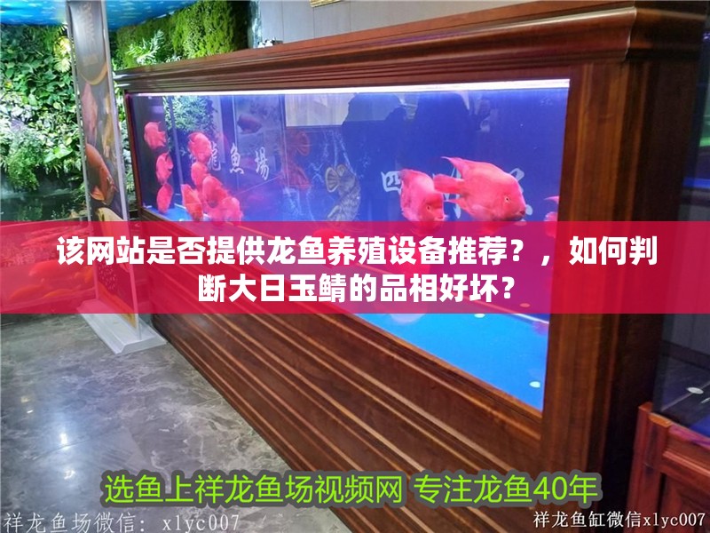 該網站是否提供龍魚養殖設備推薦？，如何判斷大日玉鯖的品相好壞？ 該網站是否提供龍魚養殖設備推薦？，如何判斷大日玉鯖的品相好壞？ 龍魚百科