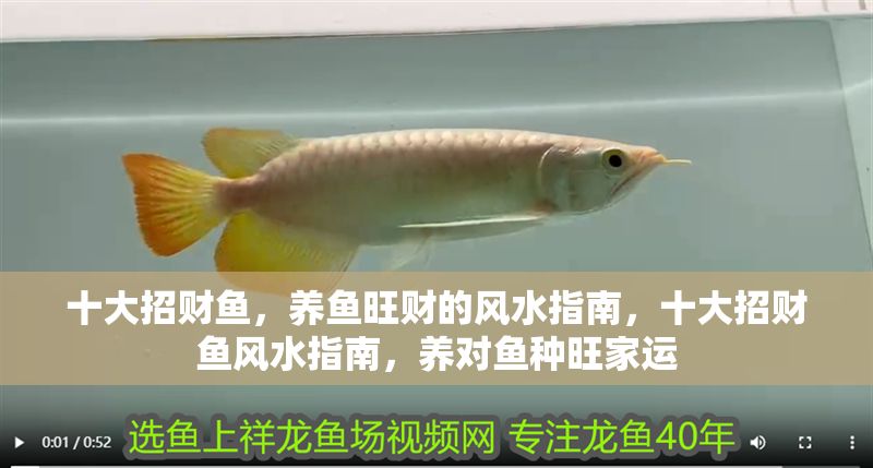 十大招財魚，養魚旺財的風水指南，十大招財魚風水指南，養對魚種旺家運
