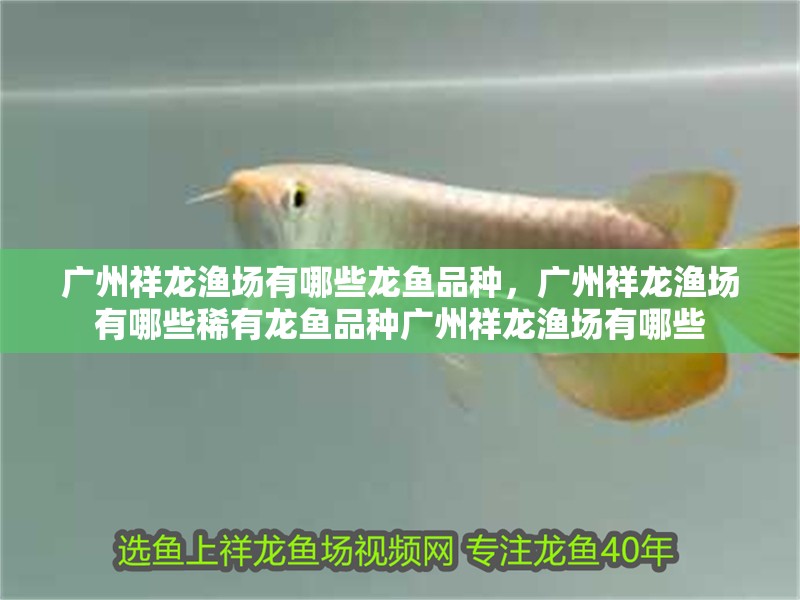 廣州祥龍漁場有哪些龍魚品種，廣州祥龍漁場有哪些稀有龍魚品種廣州祥龍漁場有哪些 廣州祥龍漁場有哪些龍魚品種，廣州祥龍漁場有哪些稀有龍魚品種廣州祥龍漁場有哪些 龍魚百科