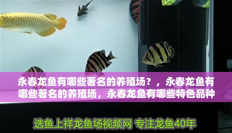 永春龍魚有哪些著名的養殖場？，永春龍魚有哪些著名的養殖場，永春龍魚有哪些特色品種 永春龍魚有哪些著名的養殖場？，永春龍魚有哪些著名的養殖場，永春龍魚有哪些特色品種 龍魚百科