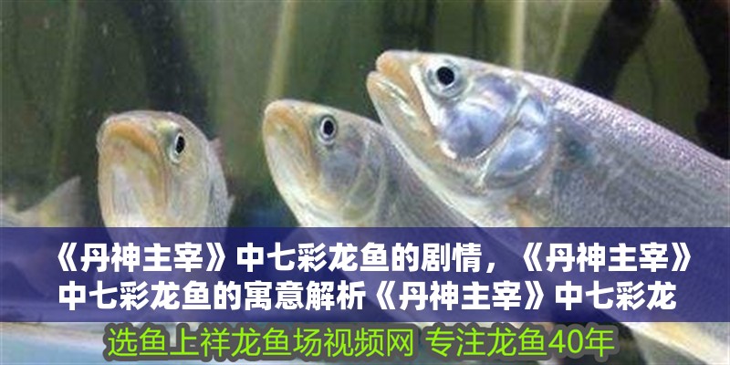《丹神主宰》中七彩龍魚的劇情，《丹神主宰》中七彩龍魚的寓意解析《丹神主宰》中七彩龍魚的寓意 《丹神主宰》中七彩龍魚的劇情，《丹神主宰》中七彩龍魚的寓意解析《丹神主宰》中七彩龍魚的寓意 龍魚百科