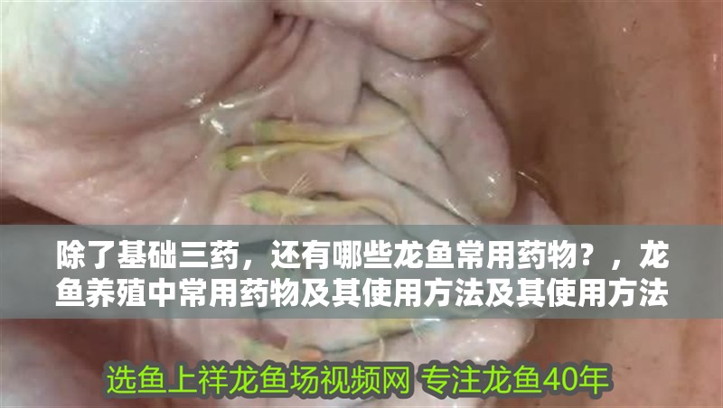 龍魚干蝦有營養嗎 除了基礎三藥,還有哪些龍魚常用藥物?,龍魚養殖中常用藥物及其使用方法及其使用方法及使用方法 龍魚百科 除了基礎三藥,還有哪些龍魚常用藥物?,龍魚養殖中常用藥物及其使用方法及其使用方法及使用方法 除了基礎三藥,還有哪些龍魚常用藥物?,龍魚養殖中常用藥物及其使用方法及其使用方法及使用方法 龍魚百科