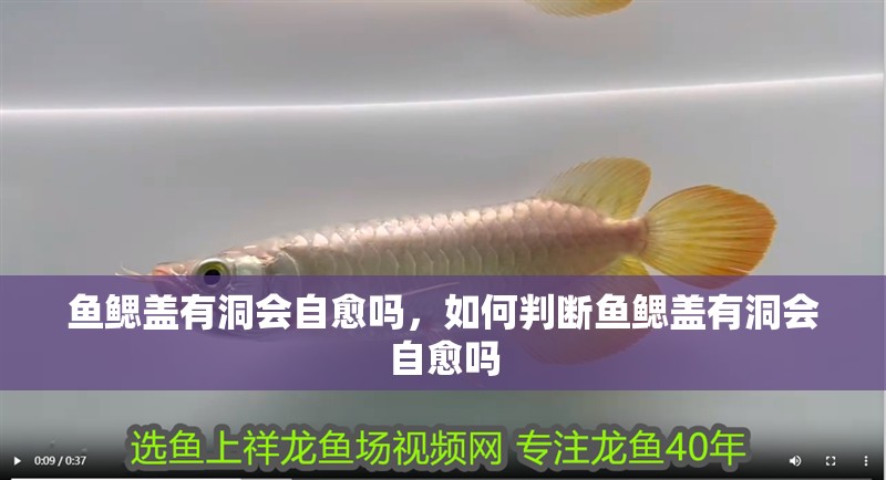 魚鰓蓋有洞會自愈嗎，如何判斷魚鰓蓋有洞會自愈嗎 魚鰓蓋有洞會自愈嗎，如何判斷魚鰓蓋有洞會自愈嗎 龍魚百科