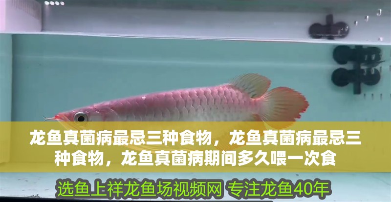龍魚真菌病最忌三種食物，龍魚真菌病最忌三種食物，龍魚真菌病期間多久喂一次食 龍魚真菌病最忌三種食物，龍魚真菌病最忌三種食物，龍魚真菌病期間多久喂一次食 龍魚百科
