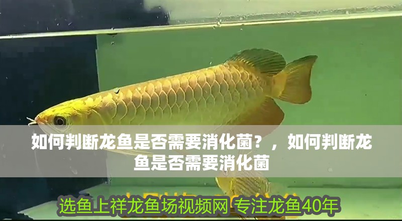 如何判斷龍魚是否需要消化菌？，如何判斷龍魚是否需要消化菌 如何判斷龍魚是否需要消化菌？，如何判斷龍魚是否需要消化菌 龍魚百科