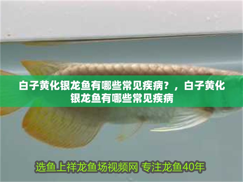 白子黃化銀龍魚有哪些常見疾??？，白子黃化銀龍魚有哪些常見疾病 白子黃化銀龍魚有哪些常見疾?。?，白子黃化銀龍魚有哪些常見疾病 龍魚百科