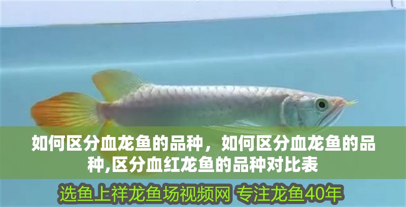 如何區(qū)分血龍魚的品種，如何區(qū)分血龍魚的品種,區(qū)分血紅龍魚的品種對比表 如何區(qū)分血龍魚的品種，如何區(qū)分血龍魚的品種,區(qū)分血紅龍魚的品種對比表 龍魚百科