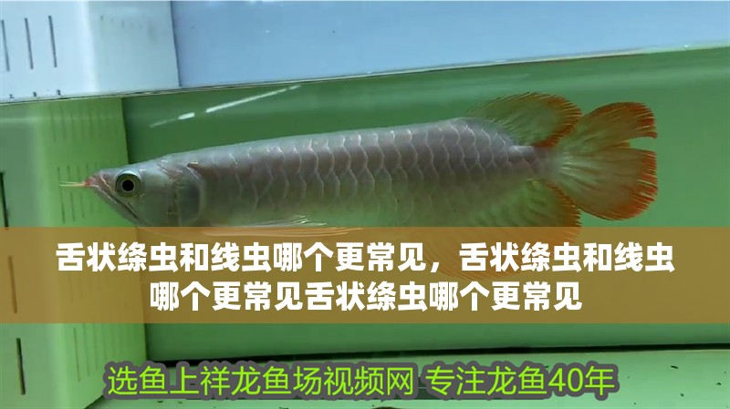 舌狀絳蟲和線蟲哪個更常見，舌狀絳蟲和線蟲哪個更常見舌狀絳蟲哪個更常見 舌狀絳蟲和線蟲哪個更常見，舌狀絳蟲和線蟲哪個更常見舌狀絳蟲哪個更常見 龍魚百科