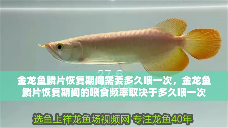 金龍魚鱗片恢復期間需要多久喂一次，金龍魚鱗片恢復期間的喂食頻率取決于多久喂一次