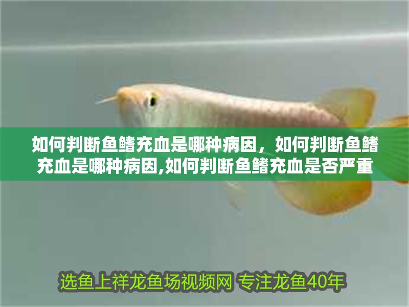 如何判斷魚鰭充血是哪種病因，如何判斷魚鰭充血是哪種病因,如何判斷魚鰭充血是否嚴重