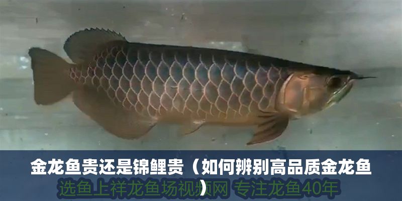 金龍魚貴還是錦鯉貴（如何辨別高品質(zhì)金龍魚） 金龍魚貴還是錦鯉貴（如何辨別高品質(zhì)金龍魚） 龍魚百科 第1張