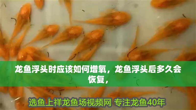 龍魚干蝦有營養(yǎng)嗎 龍魚浮頭時(shí)應(yīng)該如何增氧,龍魚浮頭后多久會(huì)恢復(fù), 龍魚百科 龍魚浮頭時(shí)應(yīng)該如何增氧,龍魚浮頭后多久會(huì)恢復(fù), 龍魚浮頭時(shí)應(yīng)該如何增氧,龍魚浮頭后多久會(huì)恢復(fù), 龍魚百科