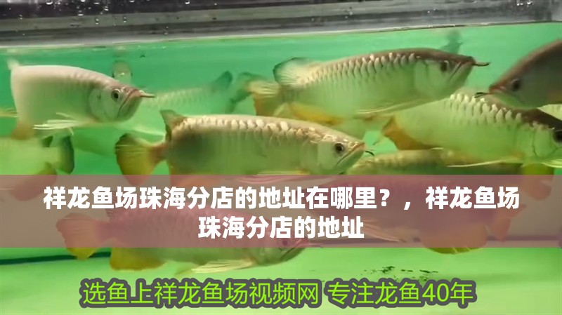 祥龍魚場珠海分店的地址在哪里？，祥龍魚場珠海分店的地址 祥龍魚場珠海分店的地址在哪里？，祥龍魚場珠海分店的地址 龍魚百科