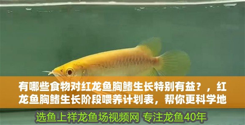 魚缸用增氧泵價格是多少:魚缸增氧機-xtrac增氧機-xtrac增氧機 有哪些食物對紅龍魚胸鰭生長特別有益?,紅龍魚胸鰭生長階段喂養計劃表,幫你更科學地安排每日食譜 龍魚百科 有哪些食物對紅龍魚胸鰭生長特別有益?,紅龍魚胸鰭生長階段喂養計劃表,幫你更科學地安排每日食譜 有哪些食物對紅龍魚胸鰭生長特別有益?,紅龍魚胸鰭生長階段喂養計劃表,幫你更科學地安排每日食譜 龍魚百科