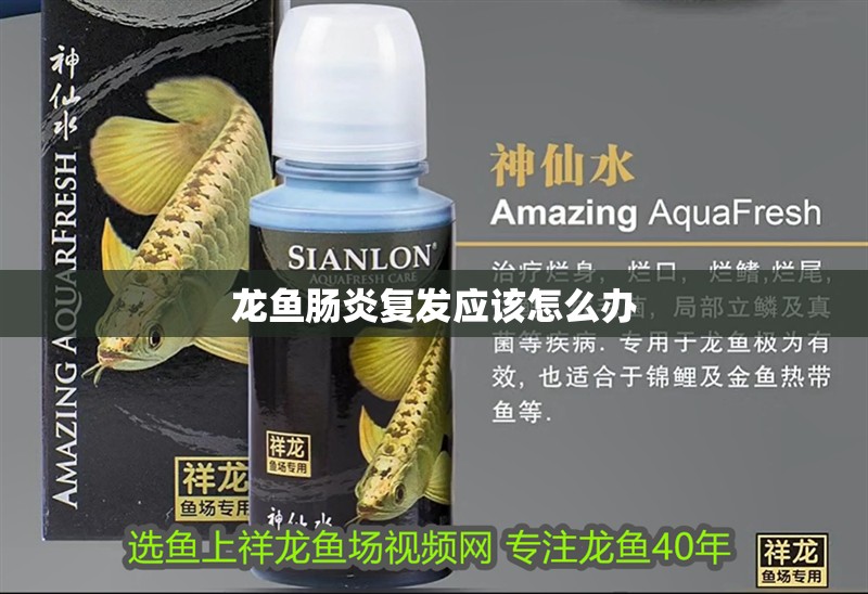 我的虎魚真菌感染了要怎么處理 龍魚腸炎復發應該怎么辦 龍魚百科 龍魚腸炎復發應該怎么辦 龍魚腸炎復發應該怎么辦 龍魚百科