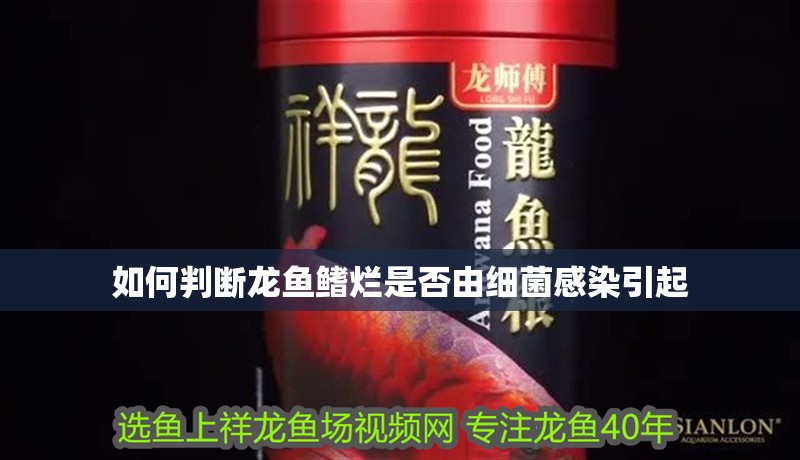 如何判斷龍魚鰭爛是否由細菌感染引起 如何判斷龍魚鰭爛是否由細菌感染引起 龍魚百科
