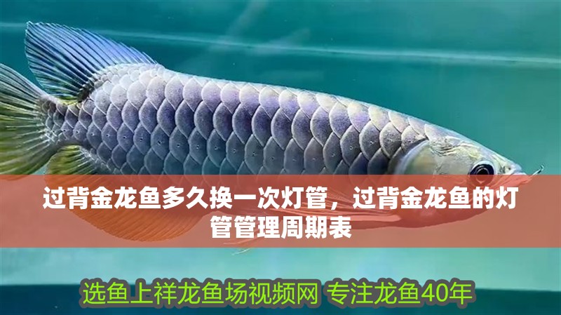 魚缸過濾器選購指南:自制魚缸過濾器魚缸上置過濾器對于養(yǎng)魚愛好者的必備知識 過背金龍魚多久換一次燈管,過背金龍魚的燈管管理周期表 龍魚百科 過背金龍魚多久換一次燈管,過背金龍魚的燈管管理周期表 過背金龍魚多久換一次燈管,過背金龍魚的燈管管理周期表 龍魚百科