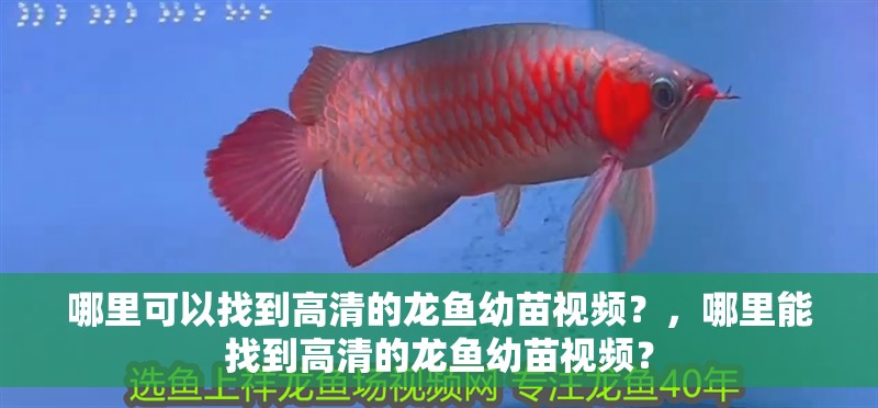 哪里可以找到高清的龍魚幼苗視頻？，哪里能找到高清的龍魚幼苗視頻？ 哪里可以找到高清的龍魚幼苗視頻？，哪里能找到高清的龍魚幼苗視頻？ 龍魚百科