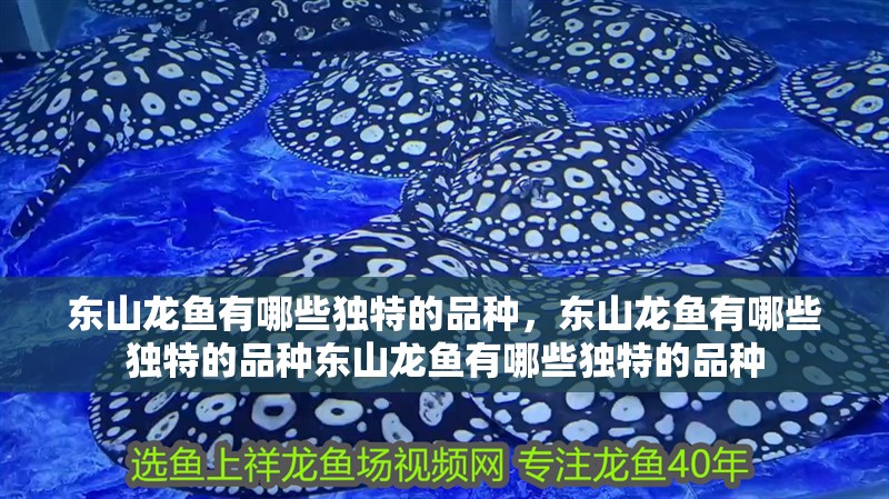 東山龍魚有哪些獨(dú)特的品種，東山龍魚有哪些獨(dú)特的品種東山龍魚有哪些獨(dú)特的品種 東山龍魚有哪些獨(dú)特的品種，東山龍魚有哪些獨(dú)特的品種東山龍魚有哪些獨(dú)特的品種 龍魚百科