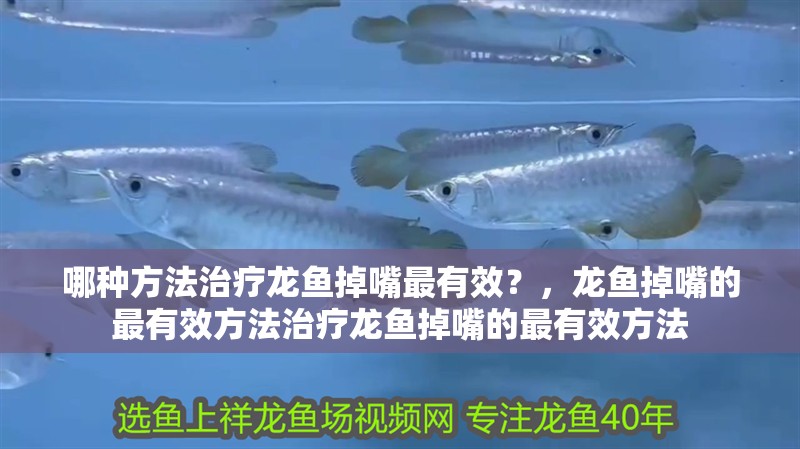 哪種方法治療龍魚掉嘴最有效？，龍魚掉嘴的最有效方法治療龍魚掉嘴的最有效方法 哪種方法治療龍魚掉嘴最有效？，龍魚掉嘴的最有效方法治療龍魚掉嘴的最有效方法 龍魚百科