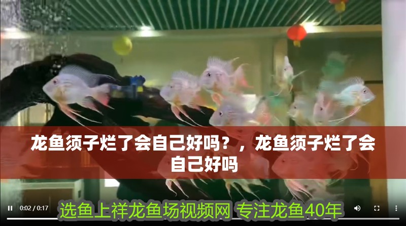 龍魚(yú)須子爛了會(huì)自己好嗎？，龍魚(yú)須子爛了會(huì)自己好嗎 龍魚(yú)須子爛了會(huì)自己好嗎？，龍魚(yú)須子爛了會(huì)自己好嗎 龍魚(yú)百科