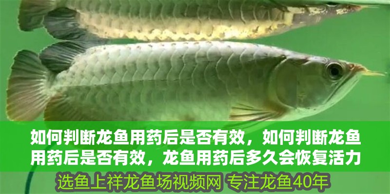 如何判斷龍魚(yú)用藥后是否有效，如何判斷龍魚(yú)用藥后是否有效，龍魚(yú)用藥后多久會(huì)恢復(fù)活力 如何判斷龍魚(yú)用藥后是否有效，如何判斷龍魚(yú)用藥后是否有效，龍魚(yú)用藥后多久會(huì)恢復(fù)活力 龍魚(yú)百科