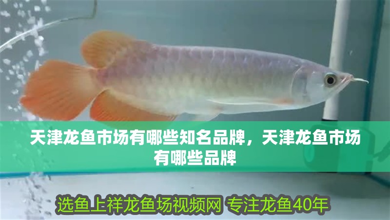天津龍魚市場有哪些知名品牌，天津龍魚市場有哪些品牌 天津龍魚市場有哪些知名品牌，天津龍魚市場有哪些品牌 龍魚百科