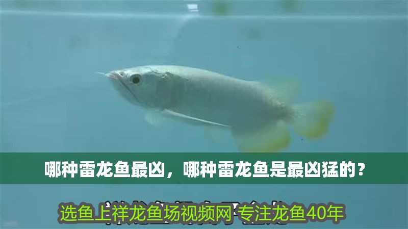 哪種雷龍魚最兇，哪種雷龍魚是最兇猛的？