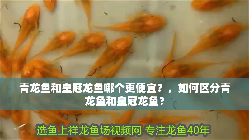 青龍魚(yú)和皇冠龍魚(yú)哪個(gè)更便宜？，如何區(qū)分青龍魚(yú)和皇冠龍魚(yú)？ 青龍魚(yú)和皇冠龍魚(yú)哪個(gè)更便宜？，如何區(qū)分青龍魚(yú)和皇冠龍魚(yú)？ 龍魚(yú)百科