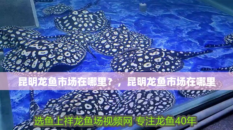 魚缸用增氧泵價格是多少:魚缸增氧機-xtrac增氧機-xtrac增氧機 昆明龍魚市場在哪里?,昆明龍魚市場在哪里 龍魚百科 昆明龍魚市場在哪里?,昆明龍魚市場在哪里 昆明龍魚市場在哪里?,昆明龍魚市場在哪里 龍魚百科