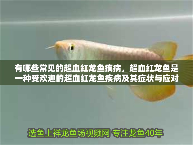 有哪些常見的超血紅龍魚疾病，超血紅龍魚是一種受歡迎的超血紅龍魚疾病及其癥狀與應(yīng)對方法 有哪些常見的超血紅龍魚疾病，超血紅龍魚是一種受歡迎的超血紅龍魚疾病及其癥狀與應(yīng)對方法 龍魚百科