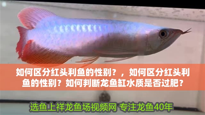 如何區分紅頭利魚的性別？，如何區分紅頭利魚的性別？如何判斷龍魚缸水質是否過肥？ 如何區分紅頭利魚的性別？，如何區分紅頭利魚的性別？如何判斷龍魚缸水質是否過肥？ 龍魚百科