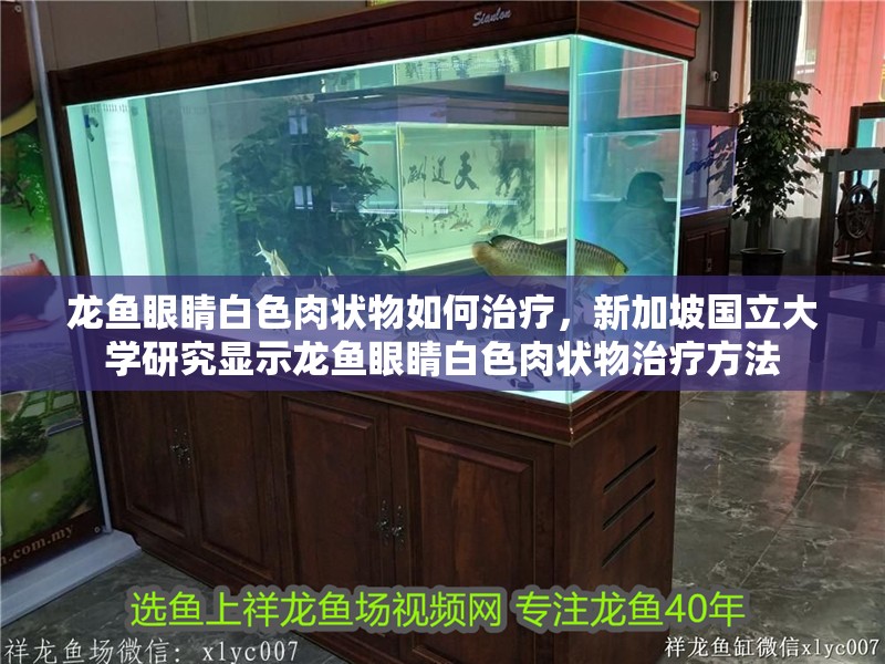 龍魚干蝦有營養嗎 龍魚眼睛白色肉狀物如何治療,新加坡國立大學研究顯示龍魚眼睛白色肉狀物治療方法 龍魚百科 龍魚眼睛白色肉狀物如何治療,新加坡國立大學研究顯示龍魚眼睛白色肉狀物治療方法 龍魚眼睛白色肉狀物如何治療,新加坡國立大學研究顯示龍魚眼睛白色肉狀物治療方法 龍魚百科