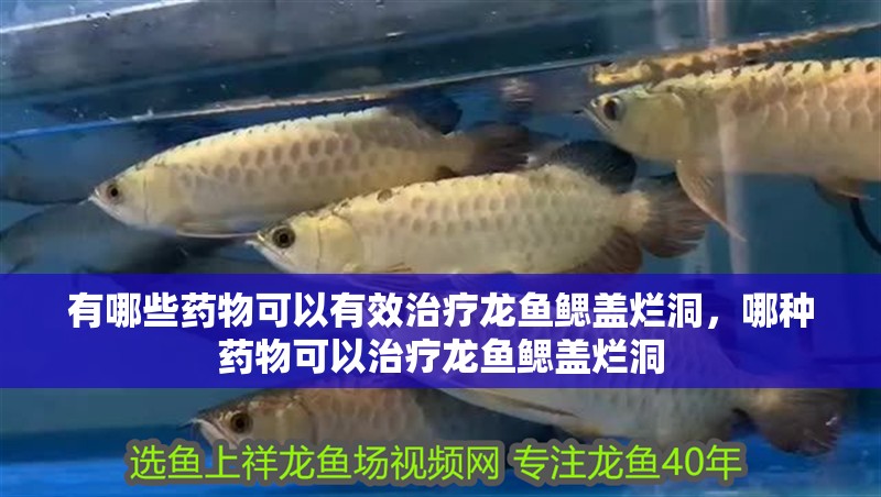 有哪些藥物可以有效治療龍魚鰓蓋爛洞，哪種藥物可以治療龍魚鰓蓋爛洞 有哪些藥物可以有效治療龍魚鰓蓋爛洞，哪種藥物可以治療龍魚鰓蓋爛洞 龍魚百科