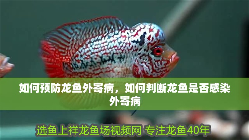 如何預防龍魚外寄病，如何判斷龍魚是否感染外寄病 如何預防龍魚外寄病，如何判斷龍魚是否感染外寄病 龍魚百科