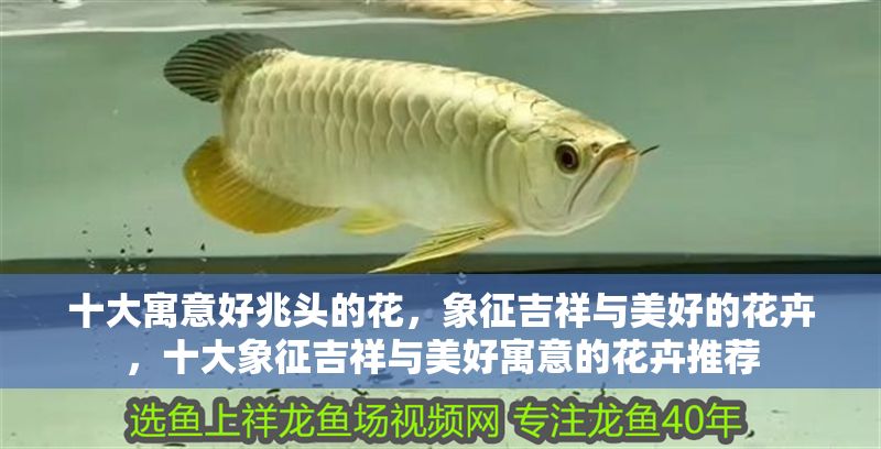 十大寓意好兆頭的花，象征吉祥與美好的花卉，十大象征吉祥與美好寓意的花卉推薦 十大寓意好兆頭的花，象征吉祥與美好的花卉，十大象征吉祥與美好寓意的花卉推薦 龍魚百科 第1張